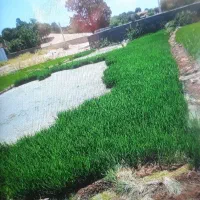 نشابرنج چمپا