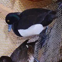انواع اردک زینتی و...