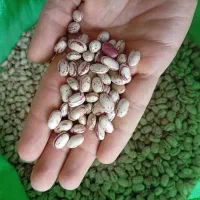 لوبیا چیتی