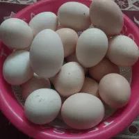 تخم مرغ بومی