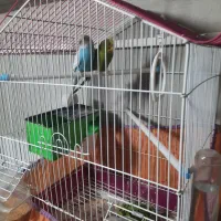مرغ عشق1جفت خوش رنگ روتخم گذار