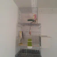 عروس هلندی