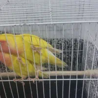 یک جفت کوتوله بریزیلی