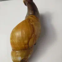 حلزون ، خزنده،