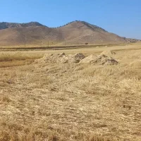 کاه گندم درجه یک