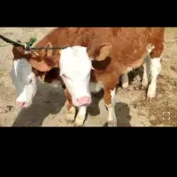 سیمنتاال گوساله  از استان گلستان جنس اصیل