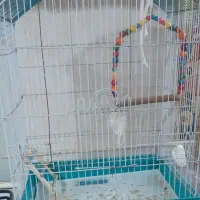 قفس پرنده