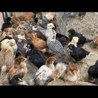 مرغ و خروس نیمچه فروشی