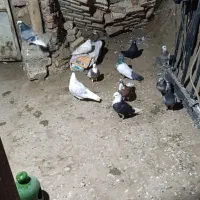 کبوتر پرشی