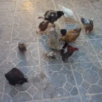 مرغ و جوجه