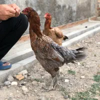 لاری