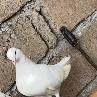 کبوتر پرشی