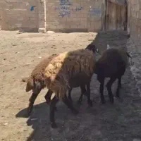 هترو|حیوانات مزرعه|زنجان, |دیوار