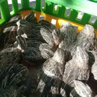 فروش وسایل بلدرچین