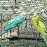مرغ عشق opaline