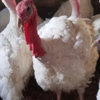 بقلمون در خرامه