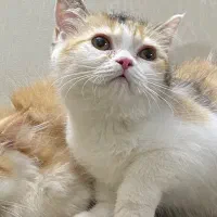 ۴ماهه