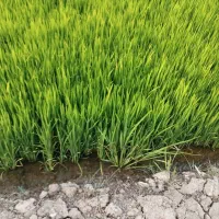 تخمدون چلتیک درجه یک پاک پاک