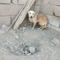 سگ پاکوتاه نر