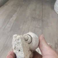 فسیل صدف