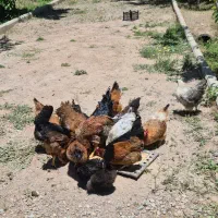 فروش خروس و مرغ تخمگذار