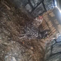 مرغ گلین