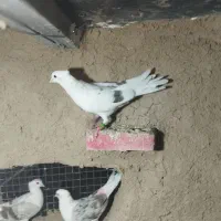 چند تا گرده ای با ماده دم قهوه ای