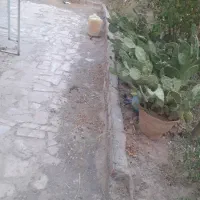 کاکتوس