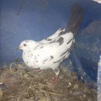 کبوتر جفت
