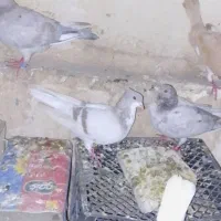 کفتر|پرنده|تربت‌حیدریه, شهرک ولیعصر|دیوار