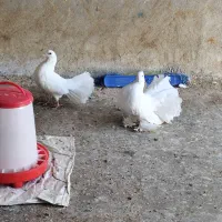 کبوتر و قفس