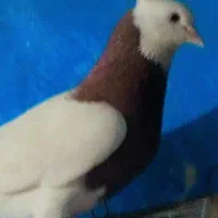 کبوتر رنگی درجه یک