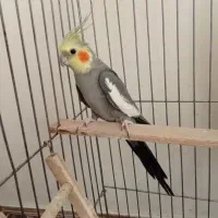 عروس جفت