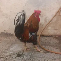 خروس