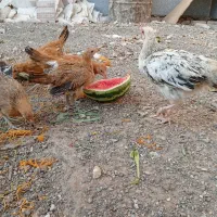 جوجه مرغ