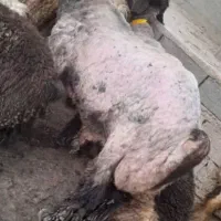 نرمیش یه رون