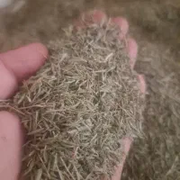 آویشن سردسیر