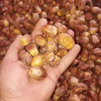 حراج کردیم خرما و رطب تازه تازه مستقیم باغ