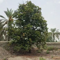 فروش یک هکتار باغ