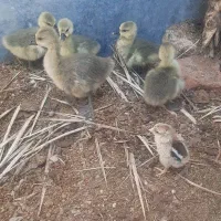 جوجه قوغاز اصل زیر مرغی