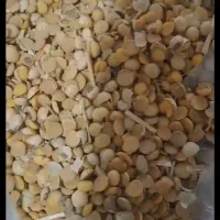 خوراک دام جو گندم