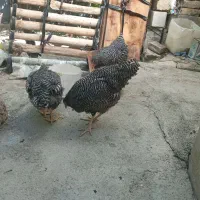 مرغ وخروس
