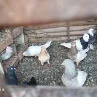کفتر نسل قدیم
