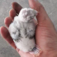 طوطی گرینچیک