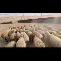 گوسفند میش
