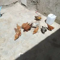 مرغ خروس