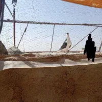 شیرازی جونگ نر