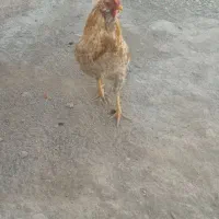 فروش خروس بزرگ چهل تاج