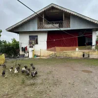 درخت موز|فروش زمین و ملک کلنگی|کوچصفهان, |دیوار