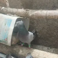 سبز کاکول